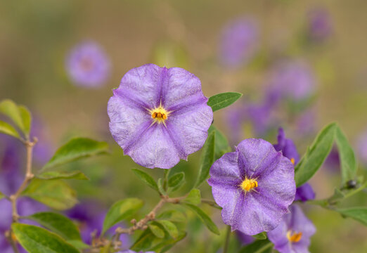 Beautiful flowers of the potato bush or Paraguay nighthade (Lycianthes rantonnetii)