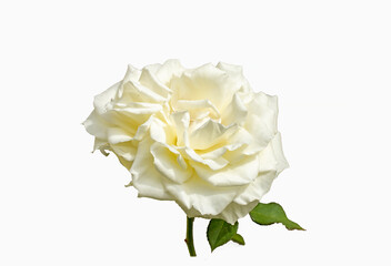 A white rose (Rosa sp.) in springtime
