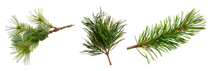 set of pine needle arrangements, artfully displayed, isolated on transparent backgroun