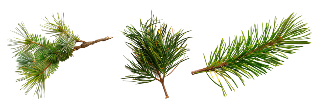 set of pine needle arrangements, artfully displayed, isolated on transparent backgroun