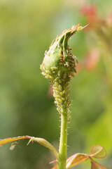Green aphids on a rose flower bud in springtime