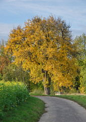 Birnbaum mit leuchtendem Herbstlaub am Wegesrand
