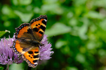 Obraz premium Schmetterling (kleiner Fuchs, lat. aglais urticae) sitzt auf Blüte im Garten