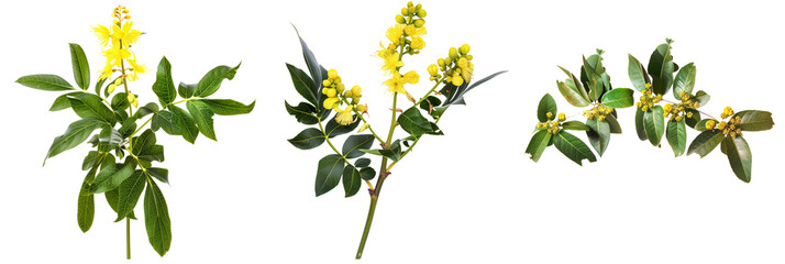 set of mahonia plants, with yellow flowers, isolated on transparent background