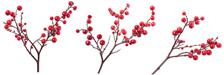 set of winterberry branches, with bright red berries, isolated on transparent background