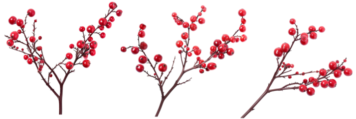 set of winterberry branches, with bright red berries, isolated on transparent background