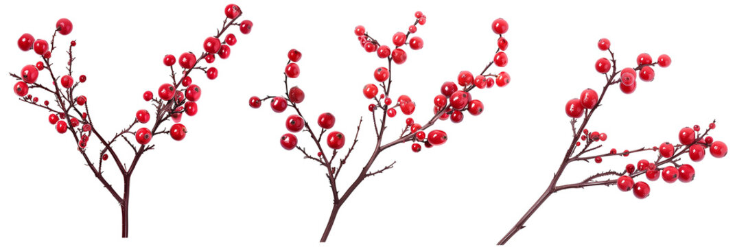 set of winterberry branches, with bright red berries, isolated on transparent background