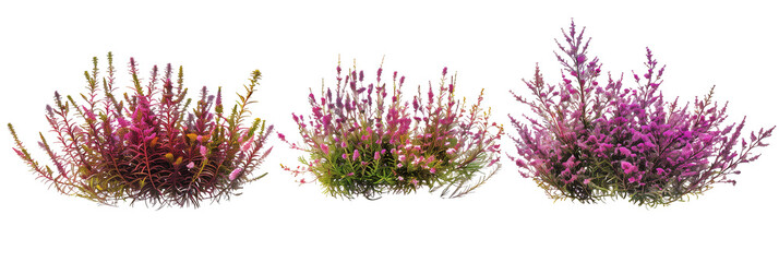 set of heather, colorful and textured, isolated on transparent background