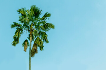 Big coconut tree and sky background