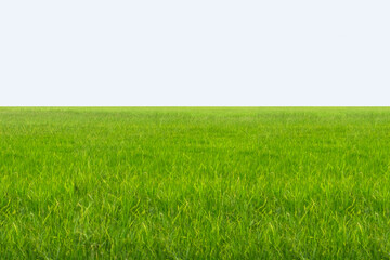 Green lawn pathway on white background.