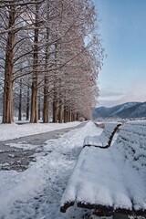 雪景色 メタセコイア並木
