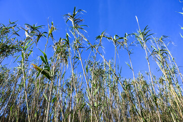 Cane stalks grow in nature. Reed stalk in the swamp.