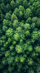 Forest Conservation: Aerial Drone View of Green Trees Capturing CO2 for Net Zero