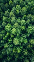 Fototapeta premium Forest Conservation: Aerial Drone View of Green Trees Capturing CO2 for Net Zero