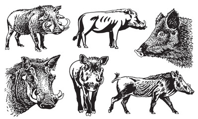 Graphical set of wild hogs isolated on white background, vector ink illustration	