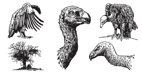 Graphical collection of African animals on white background, vector illustration. Vulture ,flamingo and a tree