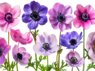 Set of branches of blooming anemones, vivid colors and delicate