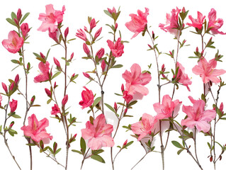 Set of branches of blooming azaleas, pink and vibrant