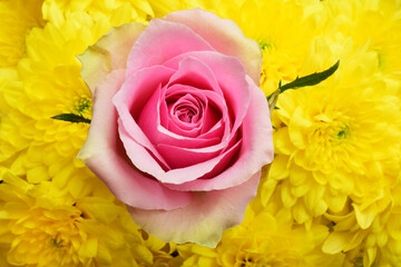 pink rose flower close up on yellow flowers backgrounds