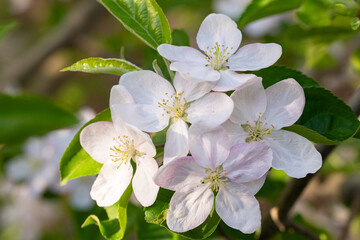 apple tree blossom