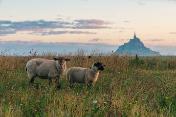 View of Mont Saint Michel abbey on the island with sheep grazing on field of fresh green grass at...
