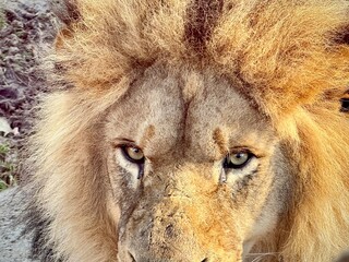 close-up of a lion's mouth with a piercing gaze and flaming mane
