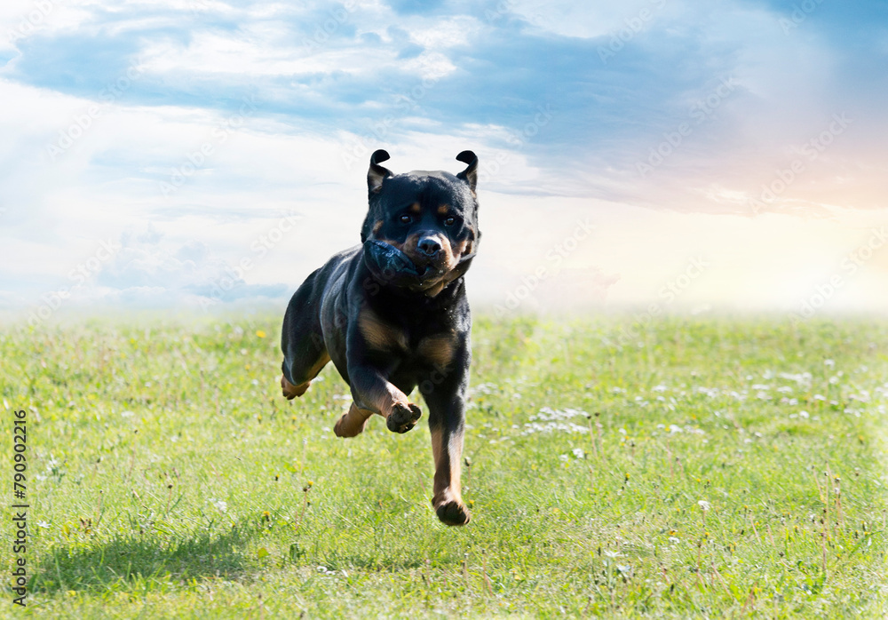 Poster obedience training with a rottweiler