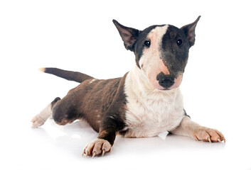 puppy bull terrier with demodex