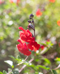 Salvia microphylla in garden