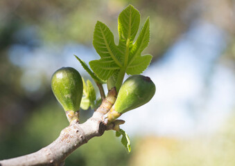 young figs on a branch - 790902264