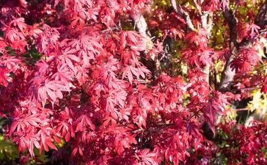 Acer japonicum in a garden