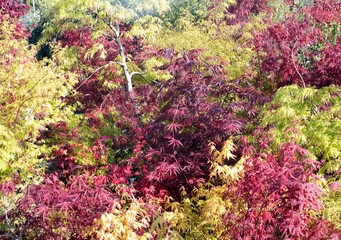 Acer japonicum in a garden - 790902296
