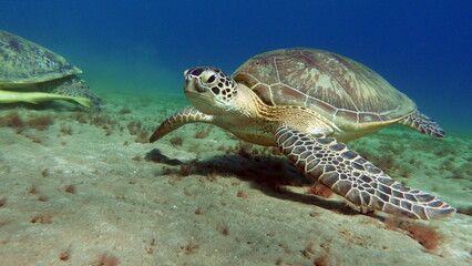 Green turtles are the largest of all sea turtles. A typical adult is 3 to 4 feet long and weighs...