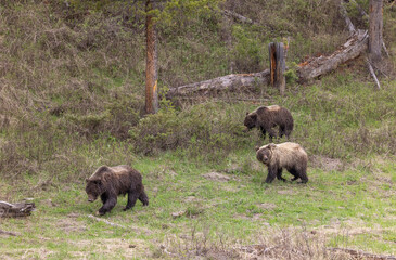 Grizzly bears in Spring in Yellowstone National Park Wyoming