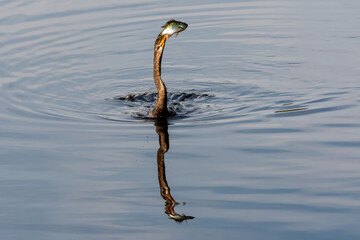 Anhinga - Anhinga anhinga - attempting to swallow large fish it has just speared while swimming in...