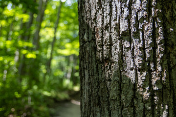 Close-up view of textured tree trunk - surrounded by lush green foliage in serene forest. Taken in Toronto, Canada.