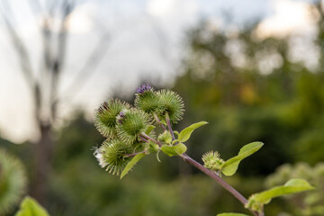 Close-up view - green spiky burrs - stem with young leaves - hint of purple flowers - natural...