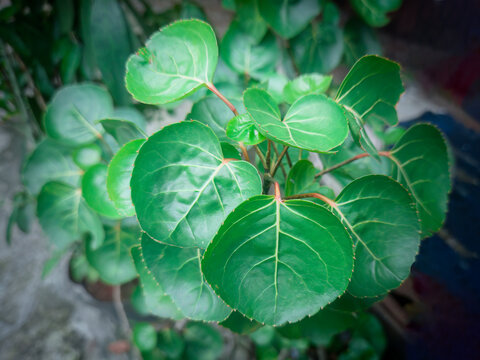 a green plant with leaves growing in a pot. Polyscias scutellaria, shield aralia, plum aralia, Cup Leaf, Dinner Plate Aralia, mangkokan leaf is a garden ornamental and medicinal plant.