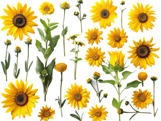 Set of branches of blooming sunflowers, large yellow faces