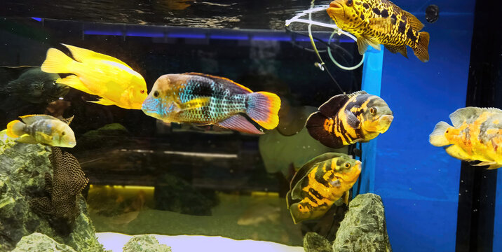 Acara turquoise, Astronotus, Cichlazoma severum, representatives of South American cichlids. A group of beautiful colored aquarium fish swimming in the water. Pet care