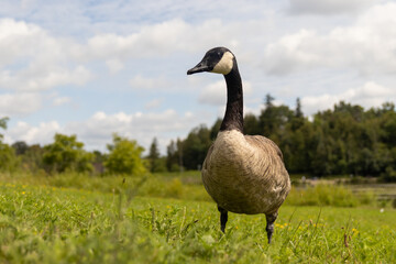 Canada goose - vibrant green grass - blue sky - fluffy clouds - serene park setting. Taken in...