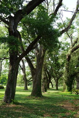 Large oak trees in Audubon Park in New Orleans