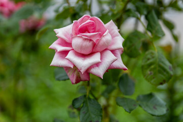 Vibrant pink and white rose - close-up - blurred green background. Taken in Toronto, Canada.