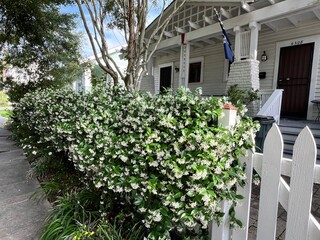 Gorgeous blooming jasmine flowers in New Orleans