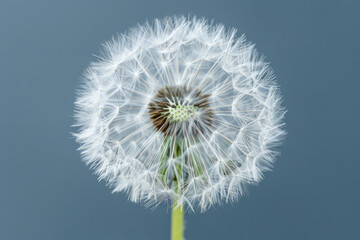 Blowball of dandelion with fluffy seed. Macro shot of blooming dandelion against blue background
