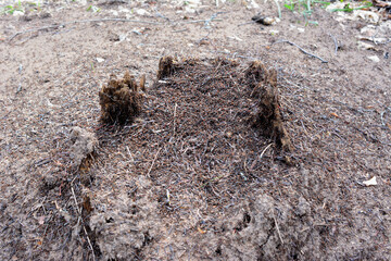a large anthill with group of ants isolated close up