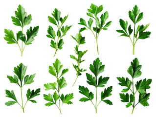 Set of branches of fresh parsley, vibrant green and leafy