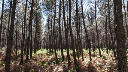 Forêt de pins des Landes