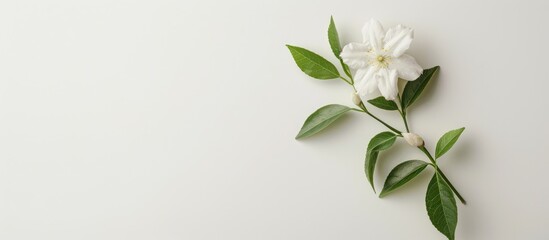A white jasmine flower stands alone against a white backdrop.