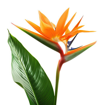 Orange Strelitzia Reginae tropical flower on white background,png